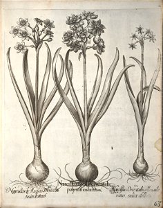 Hortus Eystettensis, 1640 (BHL 45339 074) - Classis Verna 63