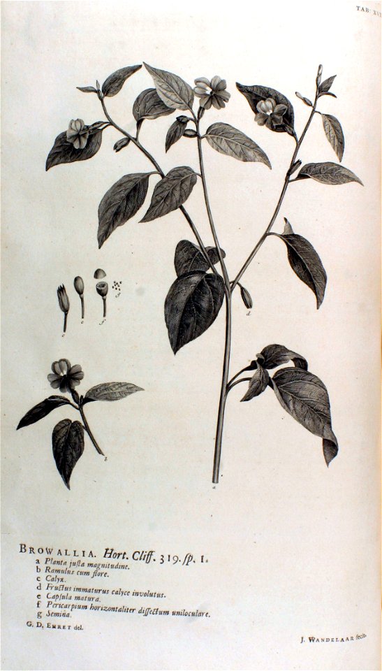 Hortus Cliffortianus-Browallia