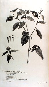 Hortus Cliffortianus-Browallia