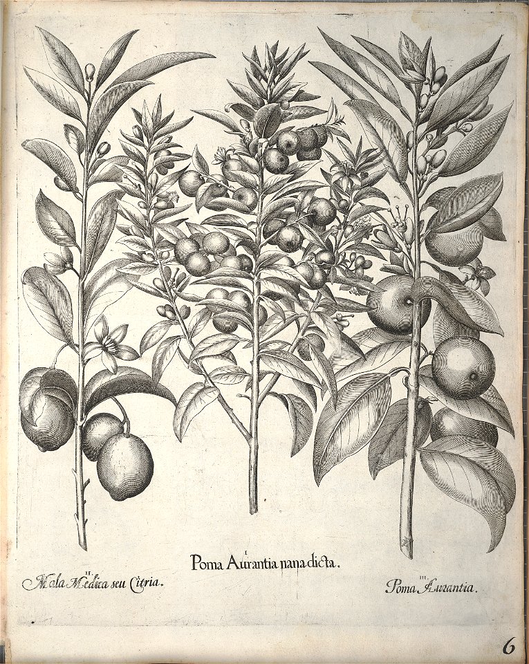 Hortus Eystettensis, 1640 (BHL 45339 158) - Classis Aestiva 6