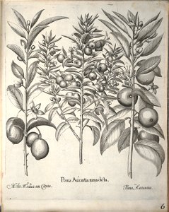 Hortus Eystettensis, 1640 (BHL 45339 158) - Classis Aestiva 6