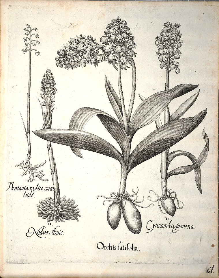 Hortus Eystettensis, 1640 (BHL 45339 213) - Classis Aestiva 61