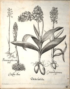 Hortus Eystettensis, 1640 (BHL 45339 213) - Classis Aestiva 61