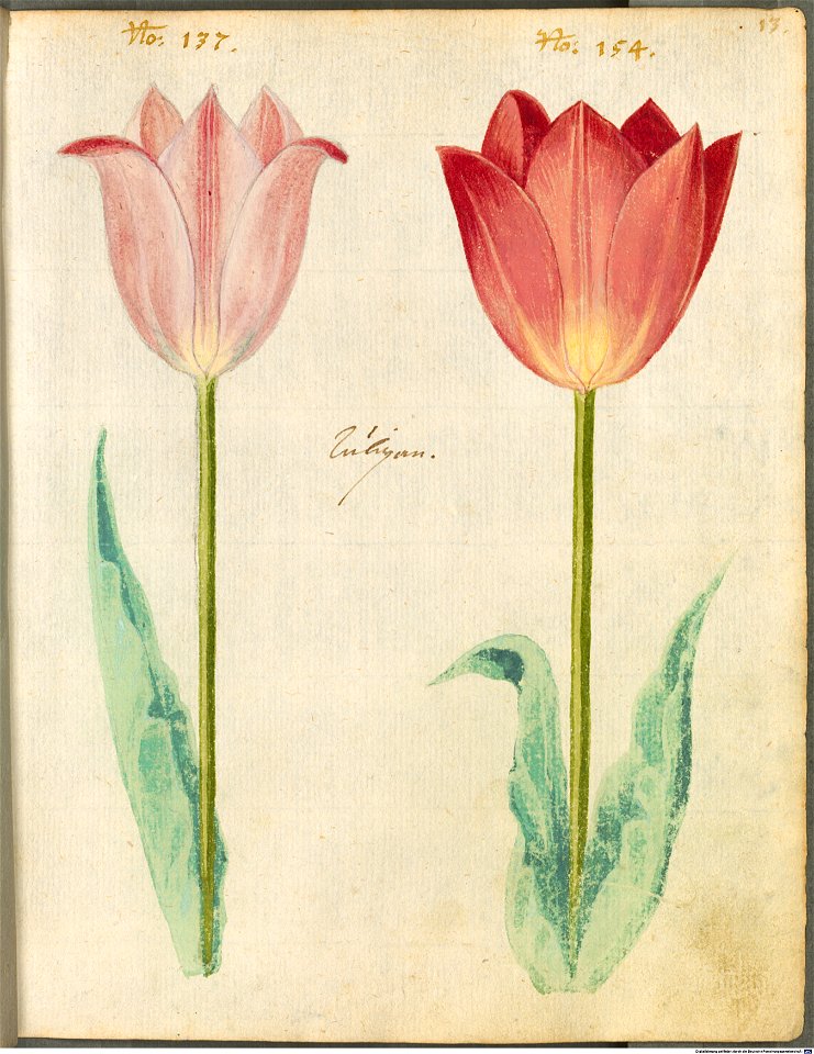 Hortulus Monheimensis - 037