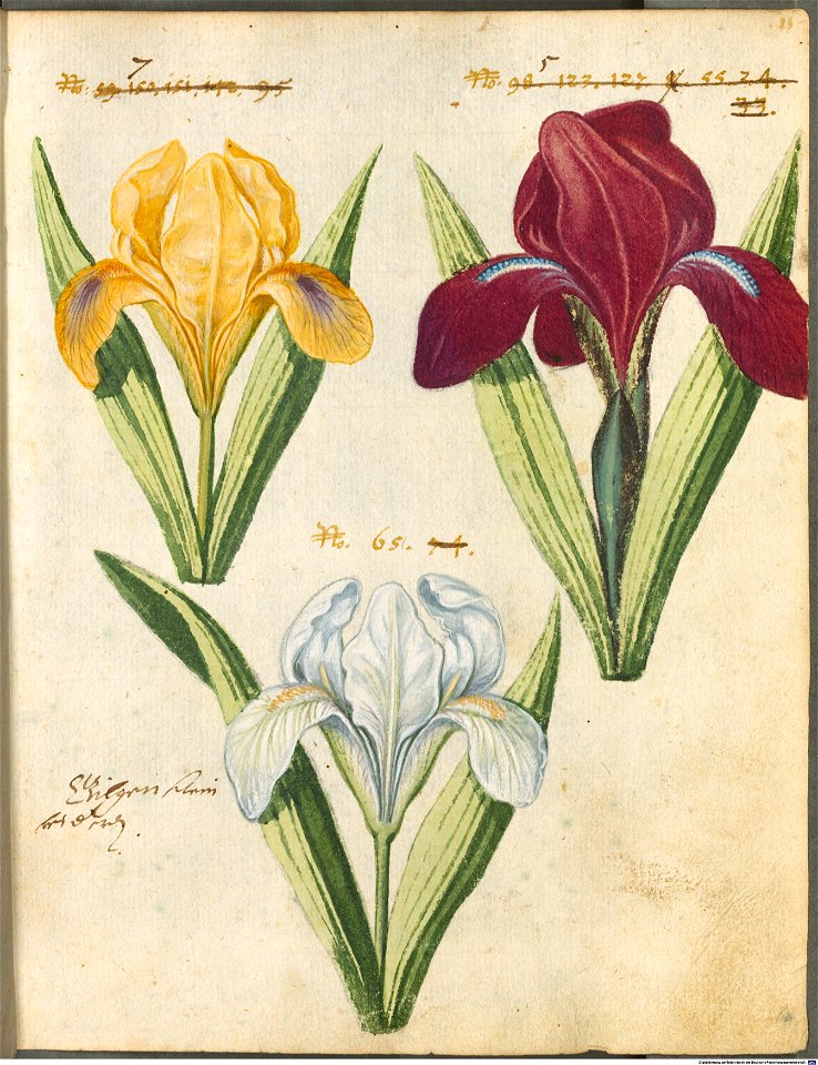 Hortulus Monheimensis - 033