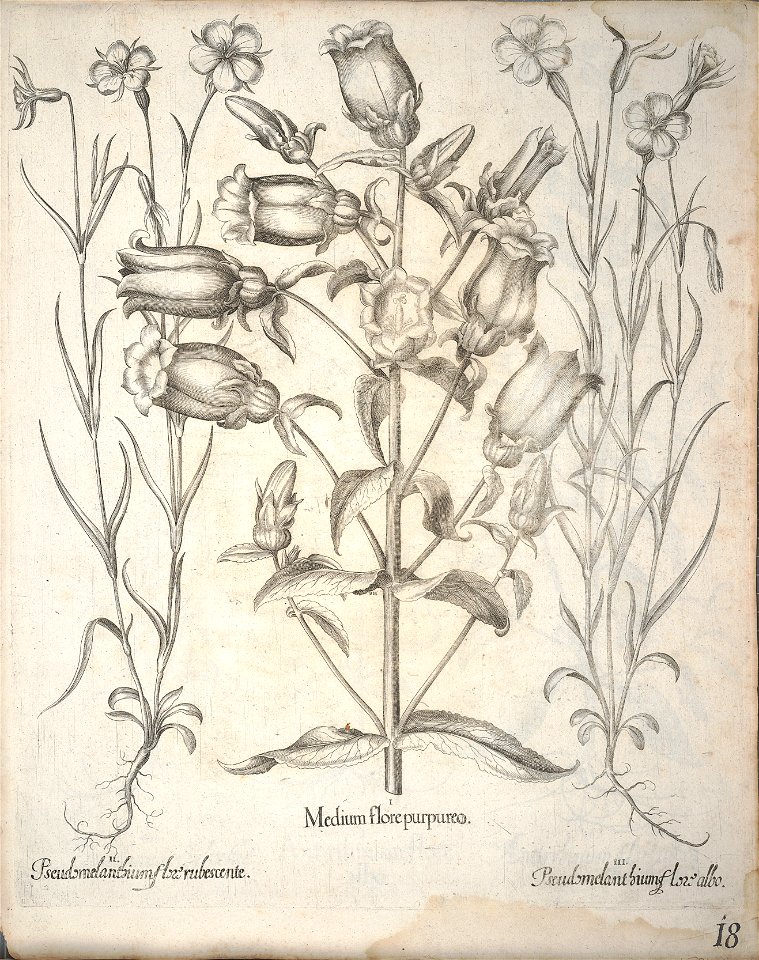 Hortus Eystettensis, 1640 (BHL 45339 170) - Classis Aestiva 18