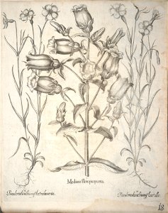 Hortus Eystettensis, 1640 (BHL 45339 170) - Classis Aestiva 18