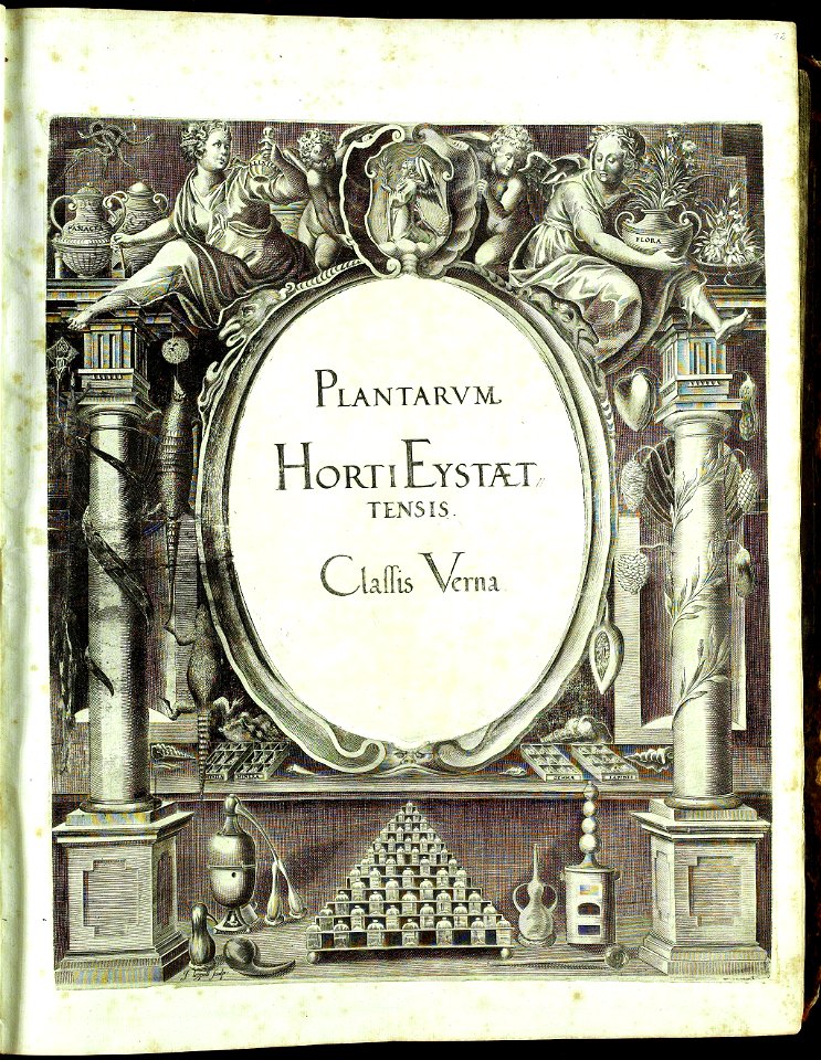 Hortus Eystettensis, Vorzeichnungen (MS 2370 2952492) -title Classis Verna