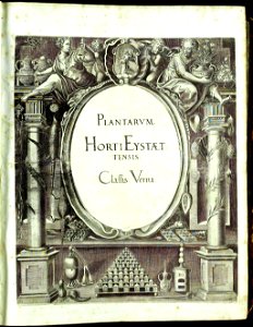 Hortus Eystettensis, Vorzeichnungen (MS 2370 2952492) -title Classis Verna