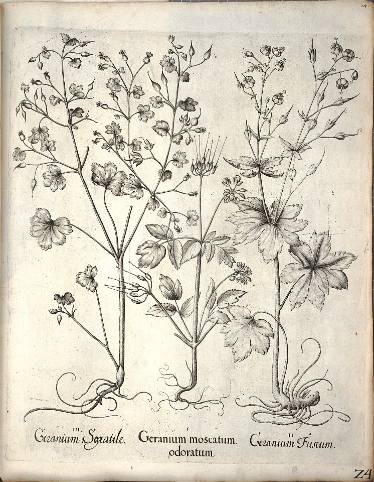 Hortus Eystettensis, 1640 (BHL 45339 035) - Classis Verna 24