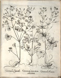 Hortus Eystettensis, 1640 (BHL 45339 035) - Classis Verna 24