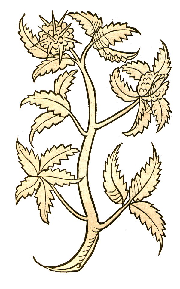 Hortus Castanea