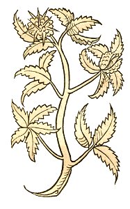 Hortus Castanea