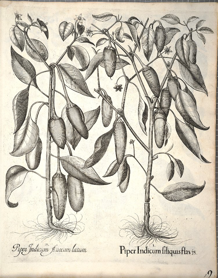 Hortus Eystettensis, 1640 (BHL 45339 349) - Classis Autumnalis 9