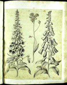 Hortus Eystettensis, Vorzeichnungen (MS 2370 2952643) -Aestiva,1,2