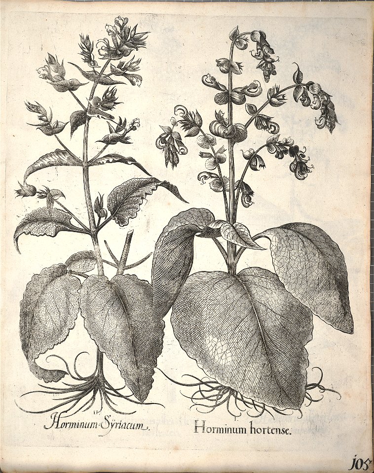 Hortus Eystettensis, 1640 (BHL 45339 257) - Classis Aestiva 105