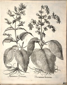 Hortus Eystettensis, 1640 (BHL 45339 257) - Classis Aestiva 105