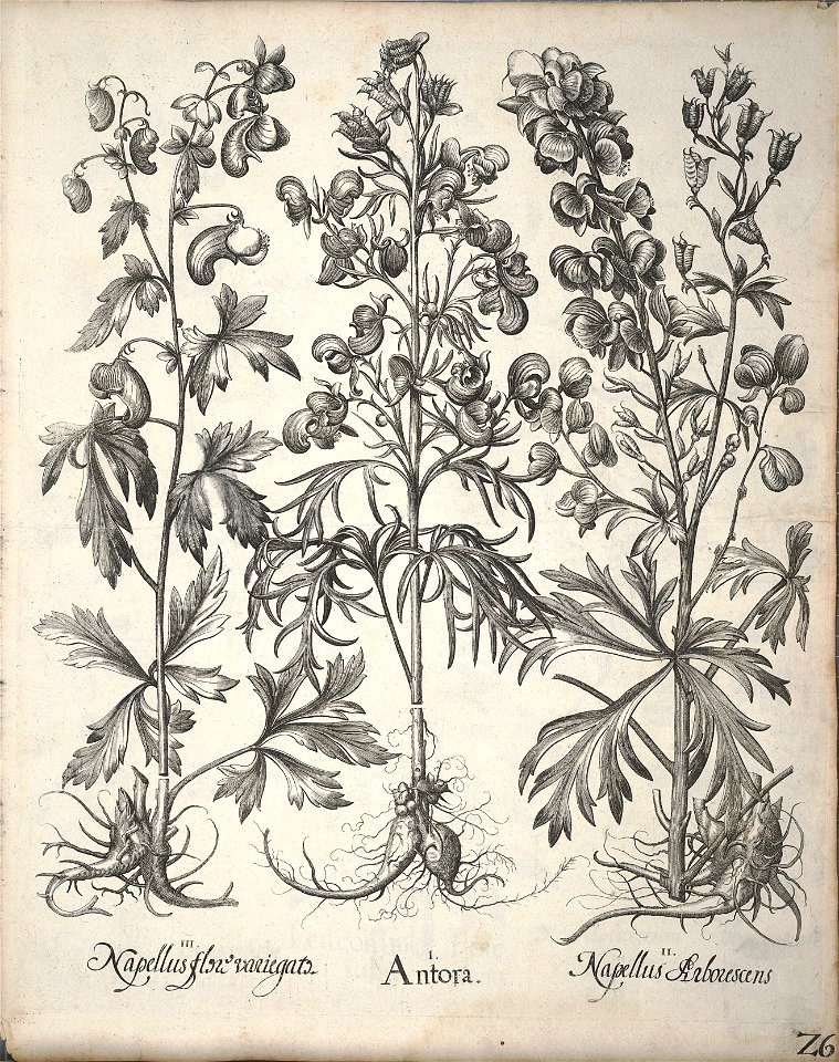Hortus Eystettensis, 1640 (BHL 45339 178) - Classis Aestiva 26
