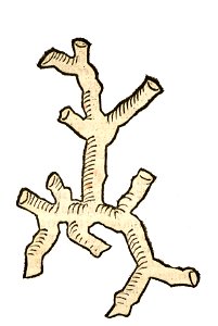 Hortus Corallus