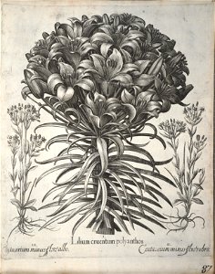 Hortus Eystettensis, 1640 (BHL 45339 098) - Classis Verna 87