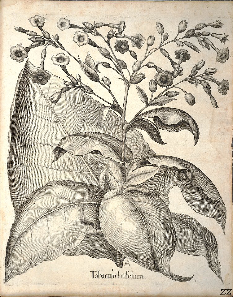 Hortus Eystettensis, 1640 (BHL 45339 362) - Classis Autumnalis 22