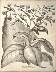 Hortus Eystettensis, 1640 (BHL 45339 362) - Classis Autumnalis 22