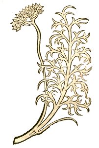 Hortus Feniculus