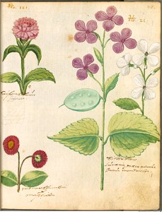 Hortulus Monheimensis - 061