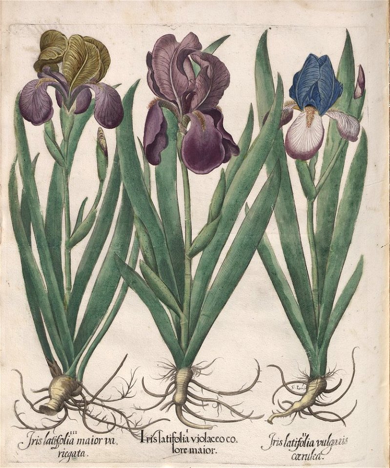 Hortus Eystettensis, 1613 (KU 2894-1 386) -Verna,8,5