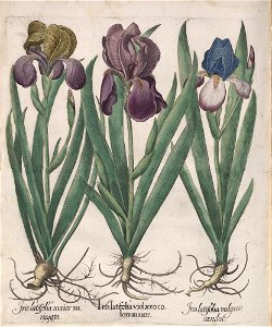 Hortus Eystettensis, 1613 (KU 2894-1 386) -Verna,8,5