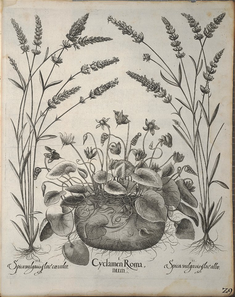 Hortus Eystettensis, 1640 (BHL 45339 369) - Classis Autumnalis 29