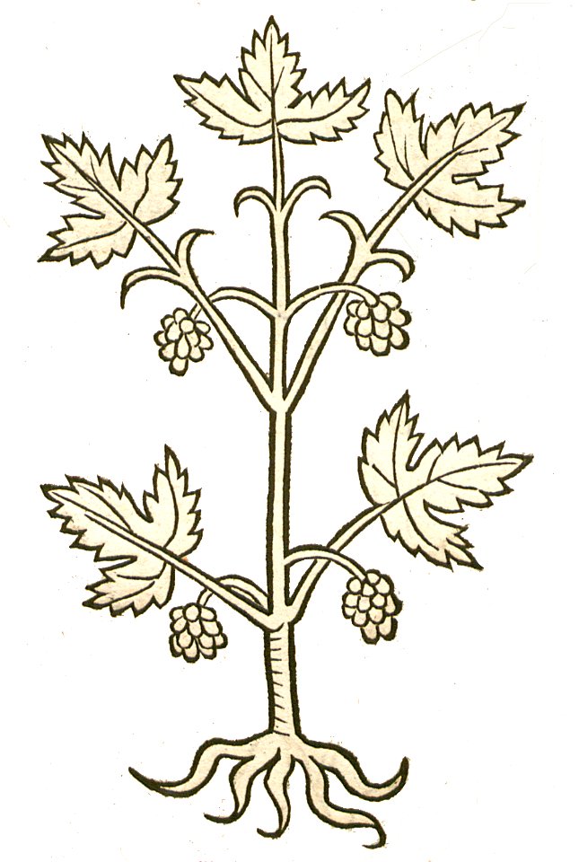 Hortus Palma Christi