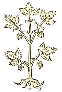 Hortus Palma Christi