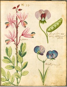 Hortulus Monheimensis - 069