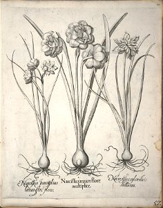 Hortus Eystettensis, 1640 (BHL 45339 063) - Classis Verna 52