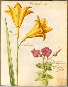 Hortulus Monheimensis - 077