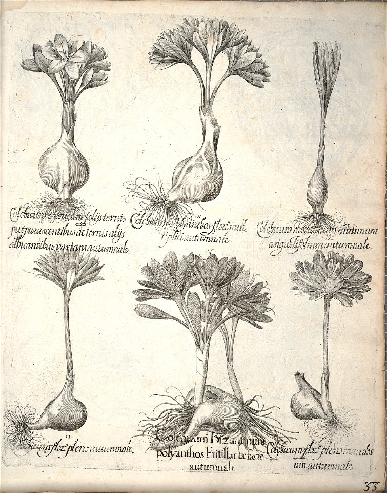 Hortus Eystettensis, 1640 (BHL 45339 373) - Classis Autumnalis 33
