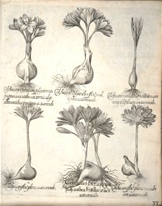 Hortus Eystettensis, 1640 (BHL 45339 373) - Classis Autumnalis 33