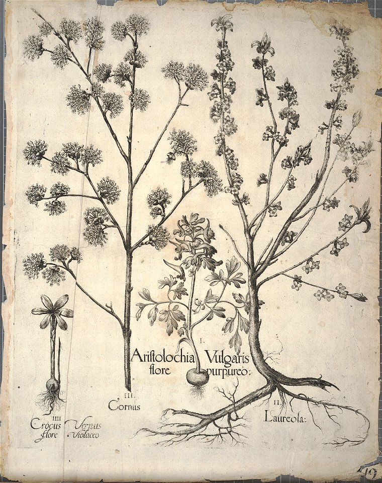 Hortus Eystettensis, 1640 (BHL 45339 389) - Classis Autumnalis 49