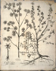 Hortus Eystettensis, 1640 (BHL 45339 389) - Classis Autumnalis 49