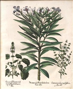 Hortus Eystettensis, 1613 (KU 2894-2 013) -Aestiva,0,4