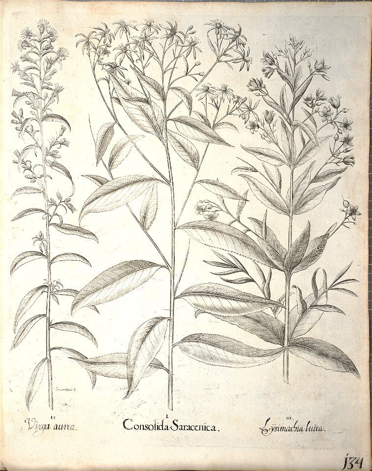 Hortus Eystettensis, 1640 (BHL 45339 286) - Classis Aestiva 134