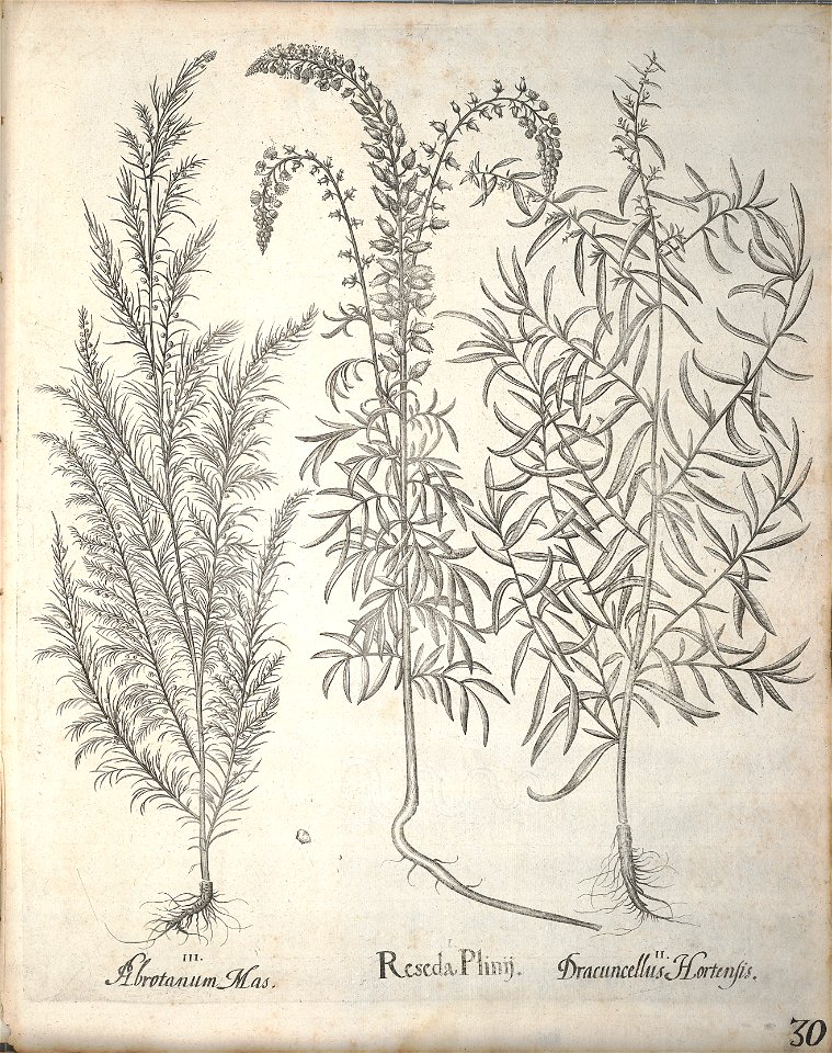 Hortus Eystettensis, 1640 (BHL 45339 182) - Classis Aestiva 30