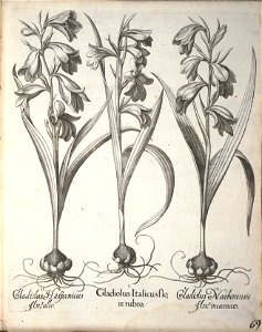 Hortus Eystettensis, 1640 (BHL 45339 221) - Classis Aestiva 69