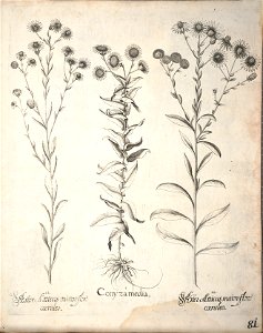 Hortus Eystettensis, 1640 (BHL 45339 233) - Classis Aestiva 81