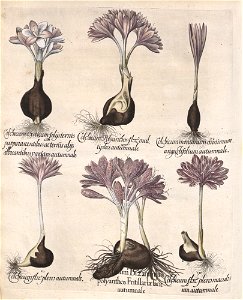 Hortus Eystettensis, 1613 (KU 2894-3 292) -Autumnalis,3,7