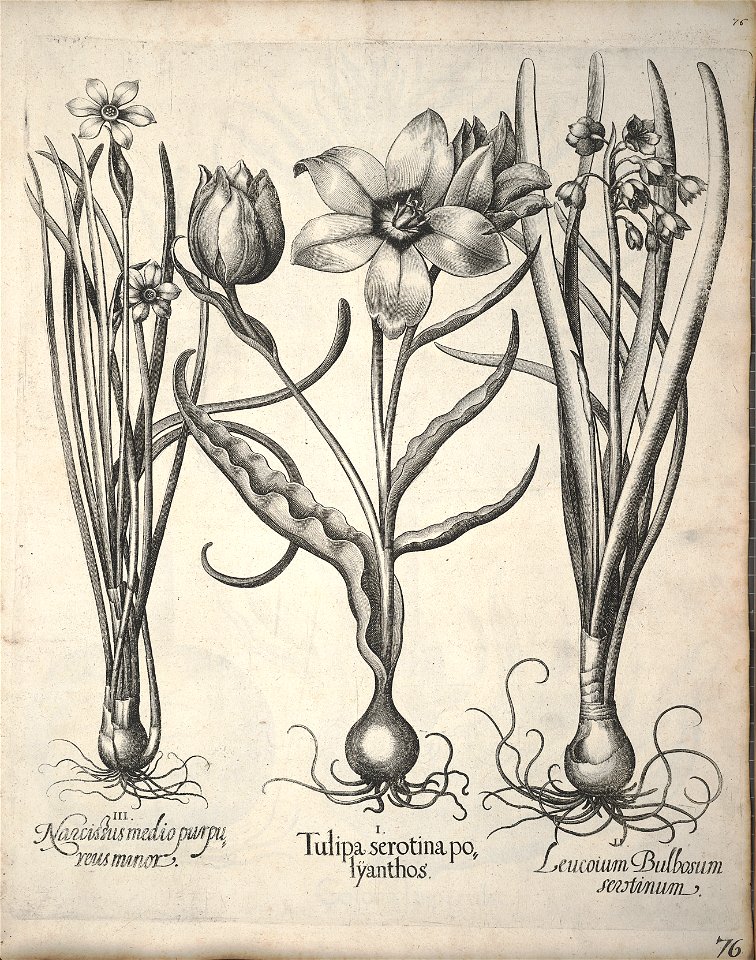 Hortus Eystettensis, 1640 (BHL 45339 087) - Classis Verna 76