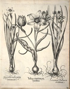 Hortus Eystettensis, 1640 (BHL 45339 087) - Classis Verna 76