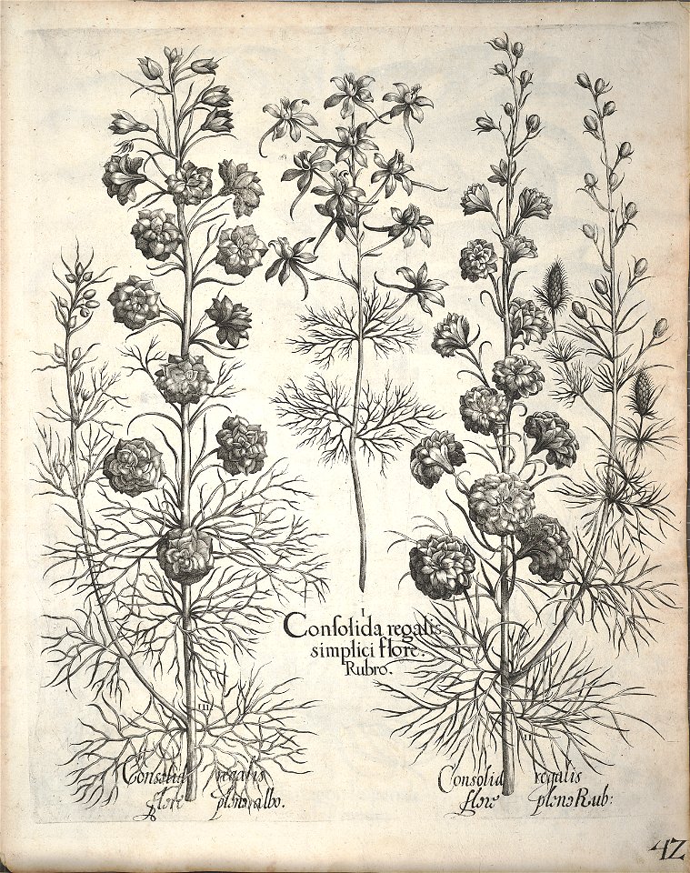 Hortus Eystettensis, 1640 (BHL 45339 194) - Classis Aestiva 42