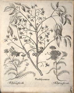 Hortus Eystettensis, 1640 (BHL 45339 154) - Classis Aestiva 2